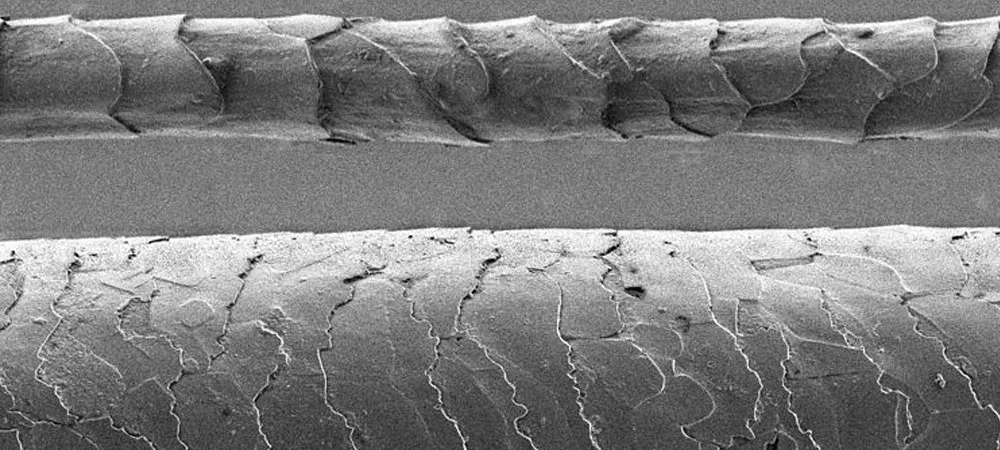 Merino wool vs human hair under the microscope