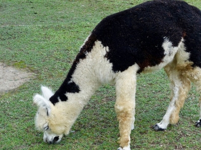Alpaca vs Cashmere: What are the Differences?