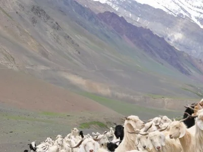 Warum ist Kaschmir höher im Preis als andere Wolle?